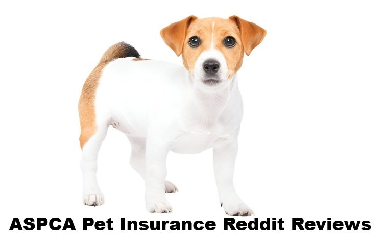 ASPCA Pet Insurance Reddit Reviews