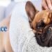Best Pet Insurance Hawaii