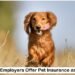 Do Some Employers Offer Pet Insurance as a Benefit