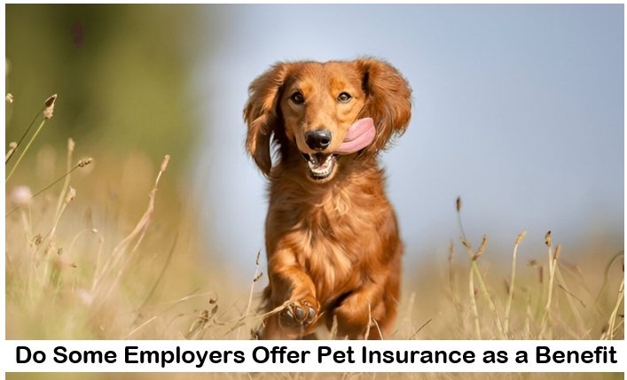 Do Some Employers Offer Pet Insurance as a Benefit