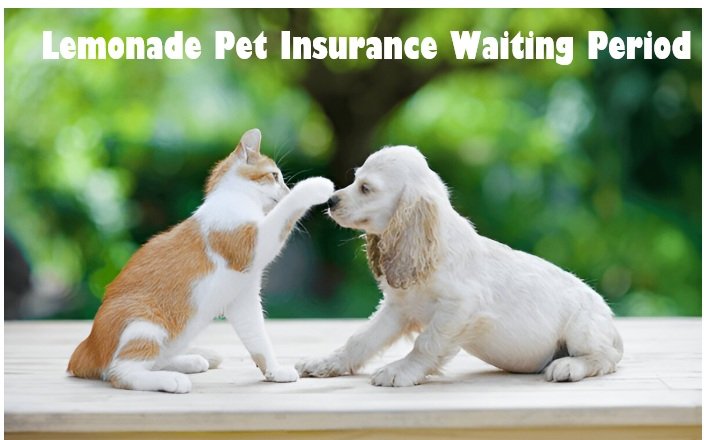 Lemonade Pet Insurance Waiting Period