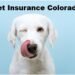 Pet Insurance Colorado