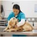 Pet Insurance Sams Club