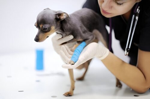 Bajaj Allianz Pet Insurance