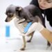 Bajaj Allianz Pet Insurance