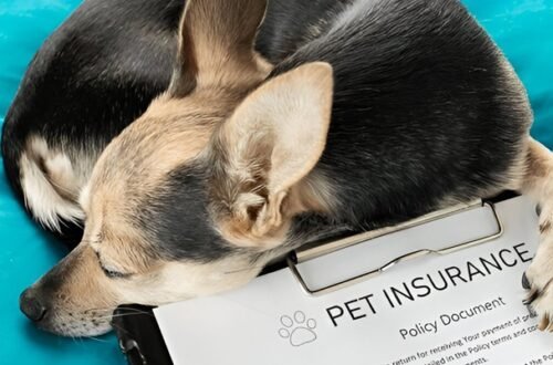 Best Pet Insurance Services