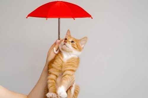 Cheapest Pet Insurance in Bangalore
