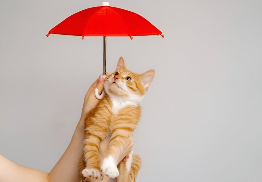 Cheapest Pet Insurance in Bangalore