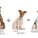 Jack Russell Terrier Mix