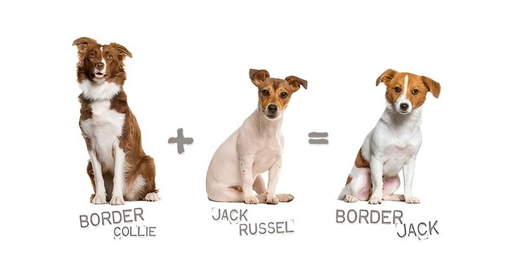 Jack Russell Terrier Mix