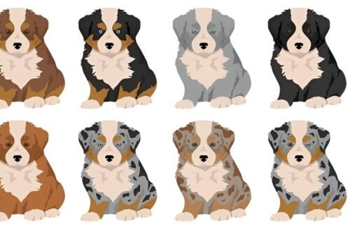 Mini Australian Shepherd Size