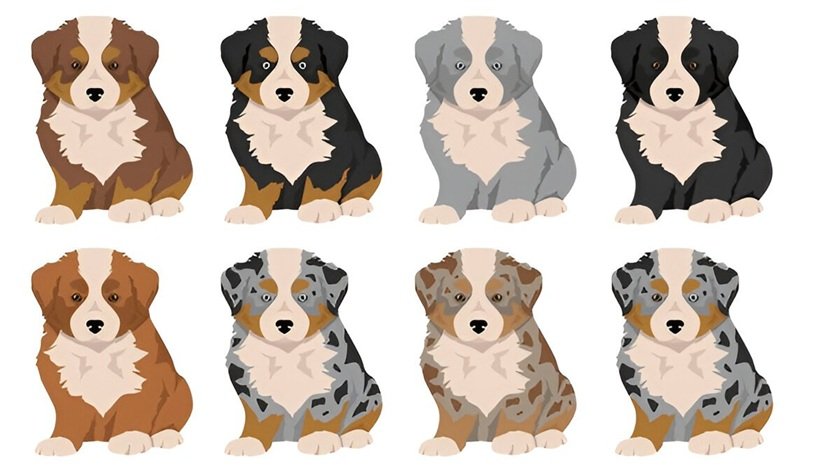 Mini Australian Shepherd Size