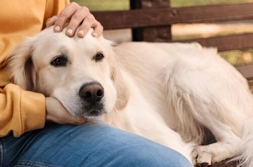 Can You Get Pet Insurance for Older Dogs