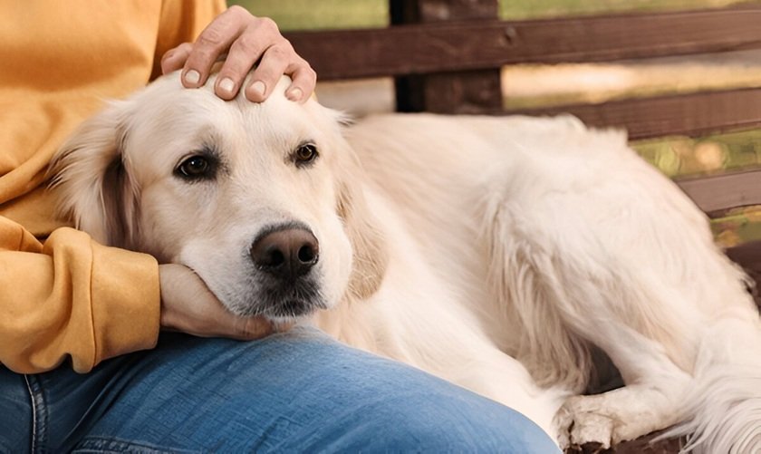 Can You Get Pet Insurance for Older Dogs