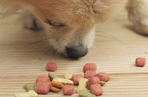 Dog Food Recalled Nationwide