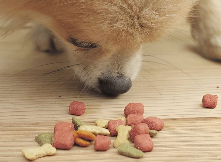 Dog Food Recalled Nationwide