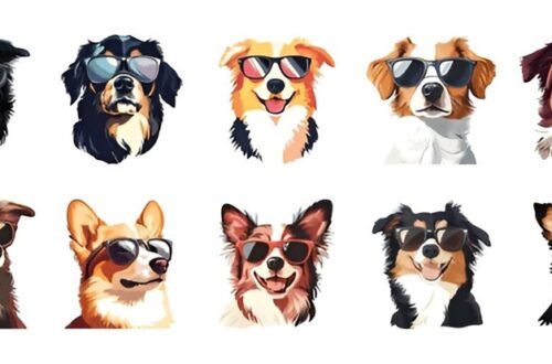 Mini Australian Shepherd Lifespan