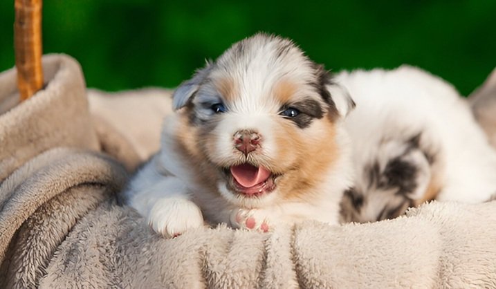 mini Australian Labradorite